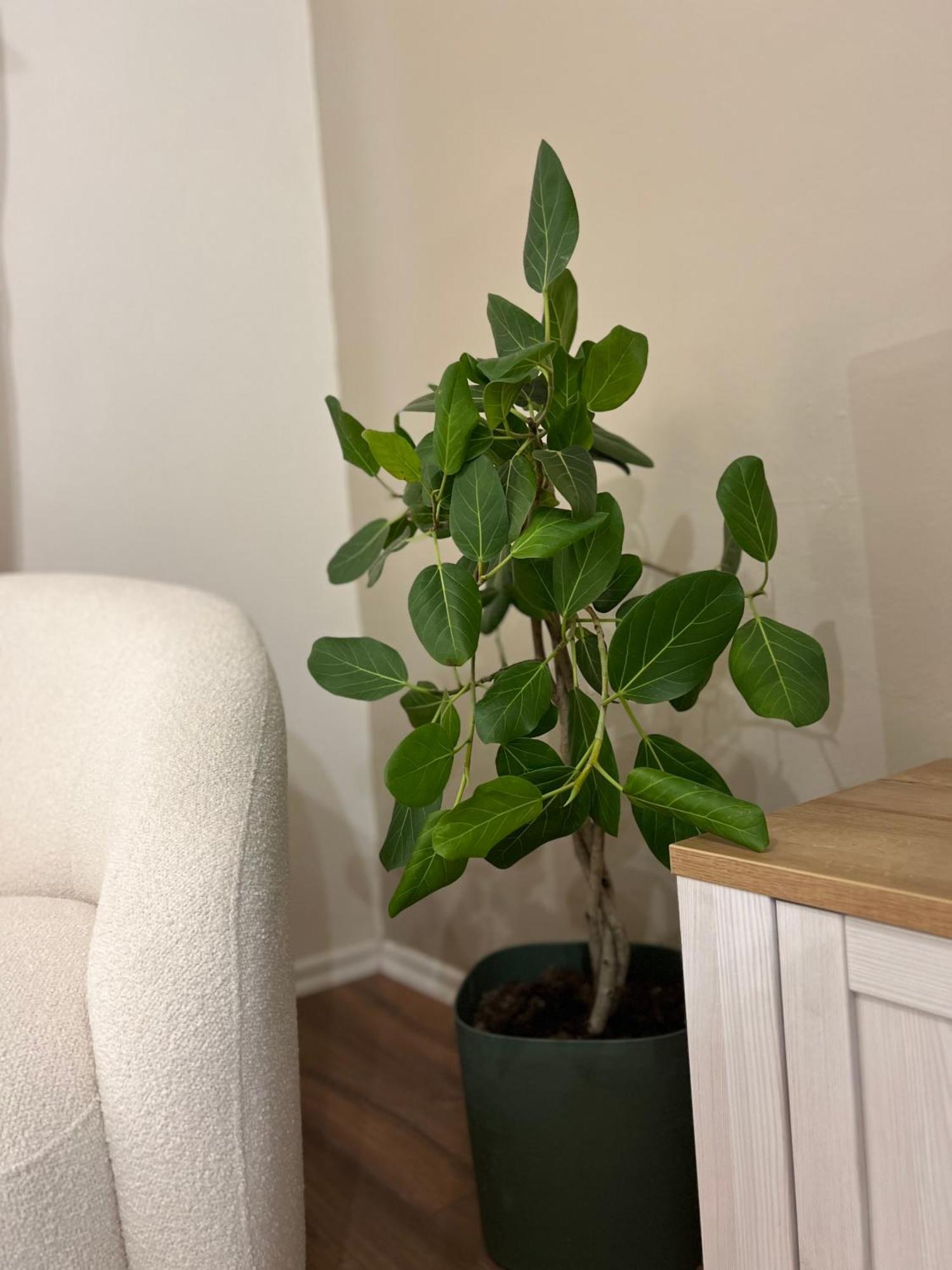 טיראנה Boho Cane Apartment מראה חיצוני תמונה